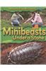 Minibeasts Under a Stone