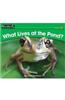 What Lives at the Pond?