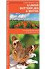 Illinois Butterflies & Moths: An Introduction to Familiar Species