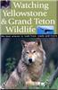 Watching Yellowstone & Grand Teton Wildlife
