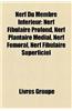 Nerf Du Membre Infrieur: Nerf Fibulaire Profond, Nerf Plantaire Mdial, Nerf Fmoral, Nerf Fibulaire Superficiel