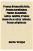 Prunus: Prunus Ilicifolia, Prunus Caroliniana, Prunus Domestica Subsp. Insititia, Prunus Domestica Subsp. Rotunda, Prunus Virg