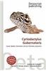 Cyrtodactylus Gubernatoris