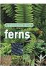 Gardening with Ferns
