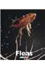 Fleas