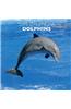 Dolphins 2015 Calendar