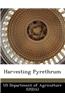 Harvesting Pyrethrum