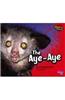The Aye-Aye
