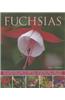 Fuchsias