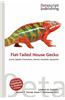 Flat-Tailed House Gecko