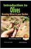 Introduction to Olives - Growing Olives in Your Garden