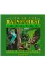Life in the Rainforest