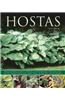 Hostas