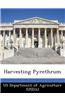 Harvesting Pyrethrum