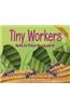 Tiny Workers: Ants in Your Backyard