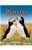 Puffins