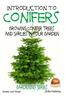 Introduction to Conifers - Growing Conifer Trees and Shrubs in Your Garden
