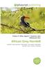 African Grey Hornbill