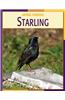 Starling Starling