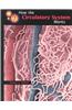 How the Circulatory System Works