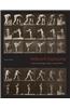 Indecent Exposures: Eadweard Muybridge's -Animal Locomotion- Nudes