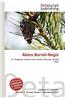Abies Borisii-Regis