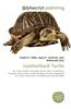 Leatherback Turtle