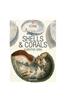 Shells & Corals