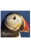 Puffins