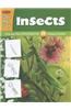Learn to Draw Insects