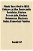 Plants Described in 1893: Chiococca Alba, Anulocaulis Annulatus, Cirsium Crassicaule, Cirsium Mohavense, Claytonia Rubra, Ceanothus Pumilus