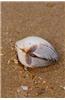 Seashell on the Beach Journal: 150 Page Lined Notebook/Diary