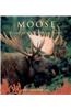 Moose: Giants of the Northern Forest
