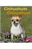 Chihuahuas/Chihuahuas