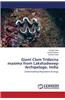 Giant Clam Tridacna Maxima from Lakshadweep Archipelago, India