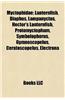 Myctophidae: Lanternfish, Diaphus, Lampanyctus, Hector's Lanternfish, Protomyctophum, Symbolophorus, Gymnoscopelus, Ceratoscopelus,