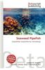 Seaweed Pipefish