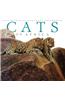 Cats of Africa: Cats of Africa