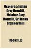 Ocyceros: Indian Grey Hornbill, Malabar Grey Hornbill, Sri Lanka Grey Hornbill