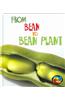 From Bean to Bean Plant
