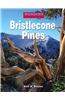 Bristlecone Pines