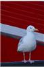 Seagull at the Marina Bird Journal: 150 Page Lined Notebook/Diary