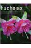 Fuchsias