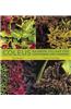 Coleus: Rainbow Foliage for Containers and Gardens