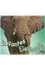 Elefantes/Elephants