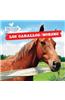 Los Caballos / Horses