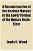 A Reconstruction of the Nuclear Masses in the Lower Portion of the Human Brain-Stem
