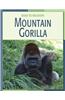 Mountain Gorilla Mountain Gorilla