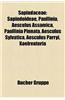 Sapindaceae: Sapindoideae, Paullinia, Aesculus Assamica, Paullinia Pinnata, Aesculus Sylvatica, Aesculus Parryi, Koelreuteria