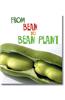 From Bean to Bean Plant